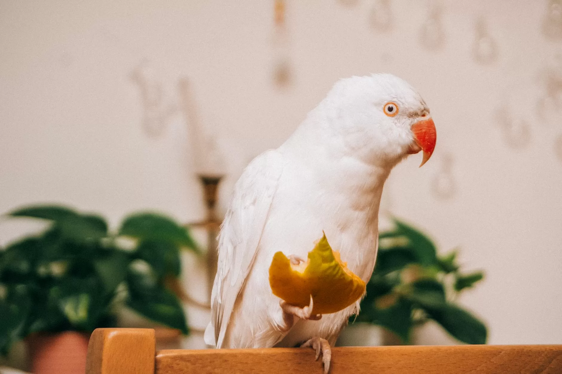 Best bird diapers in India - pet parrot enjoying free time at home outside the cage