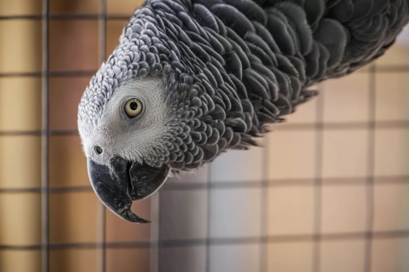 Best Bird Diapers in India: 5 Reusable Flight Suits & Nappies for Parrots & Pet Birds Bird diaper India - African Grey parrot, an ideal candidate for a reusable flight suit diaper