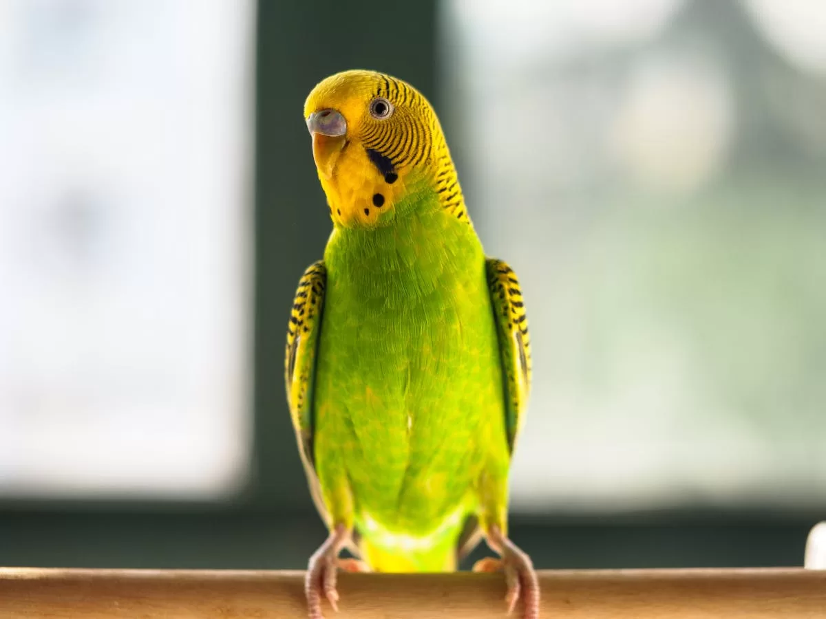 Best Bird Diapers in India: 5 Reusable Flight Suits & Nappies for Parrots & Pet Birds Bird diaper India - green budgerigar (budgie), a small pet bird that benefits from a snug-fit reusable diaper