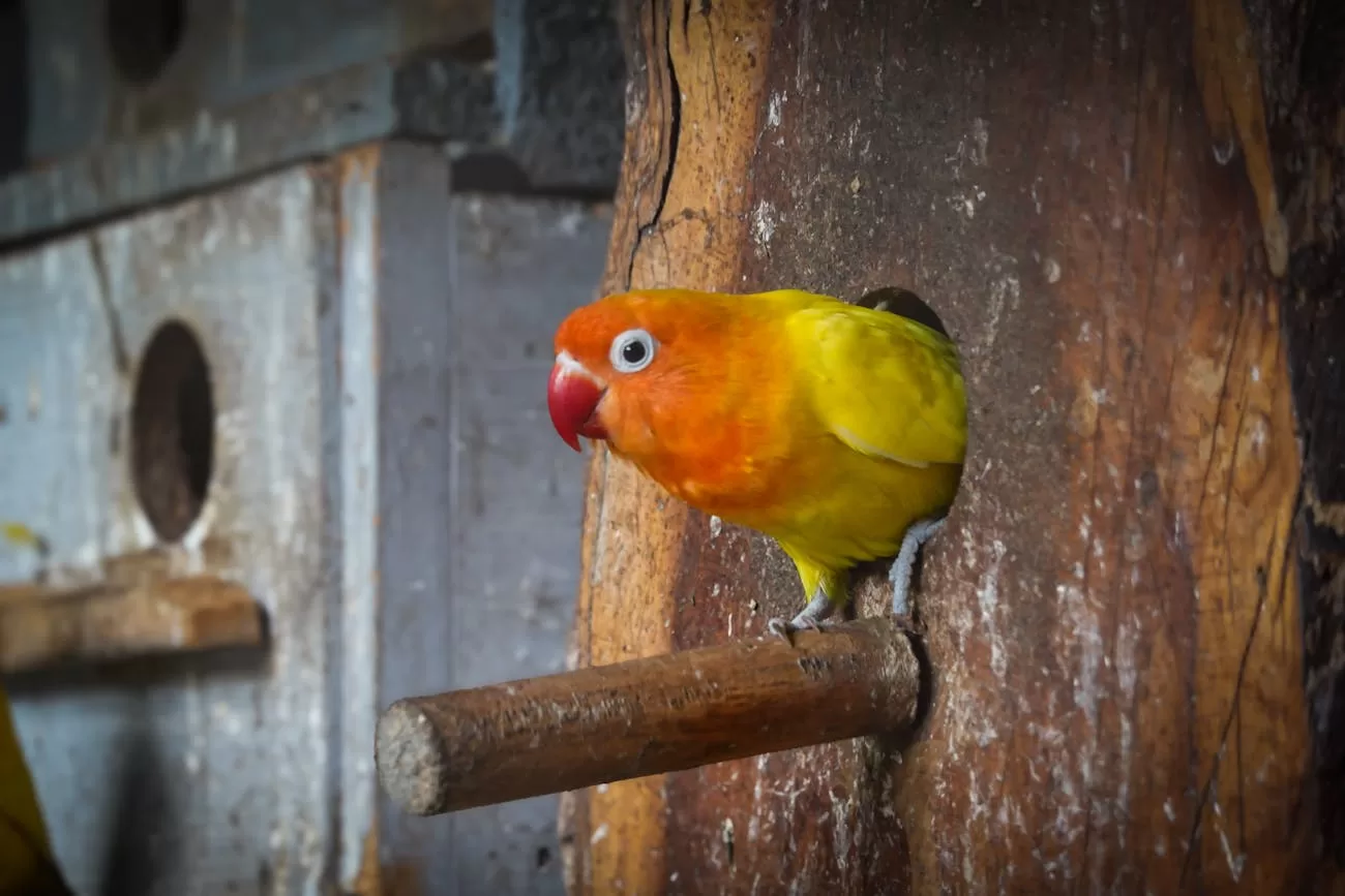 Best Bird Diapers in India: 5 Reusable Flight Suits & Nappies for Parrots & Pet Birds Bird diaper India - lovebird perched comfortably, showing how a well-fitted bird diaper allows natural movement